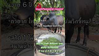 โหนดอัศวินยอดนักสู้(สมองกล) #สนามชนโคบ้านบ่อล้อ วันที่ 10/02/68 #พาขวัญวัวชน #วัวชน #วัวชนคนใต้