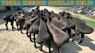 XISSORI QOZI QOCHKORLARNI ZORLARI KELDI ☎️ 94-501-29-20 ☎️ 33-375-27-27