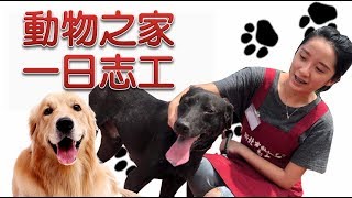 動物之家一日志工A day for volunteer│艾娃Elva