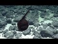 Gulper Eel Balloons Its Massive Jaws | Nautilus Live