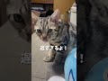 何されても怒らないルナが可愛すぎる！ 猫 cat 猫のいる暮らし