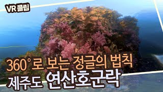 [깜짝 선물🎁][VR 스페셜 클립] 바다에서 만나는 꽃동네💐 천연기념물 제442호 제주연안 연산호 군락 360도로 즐기기!