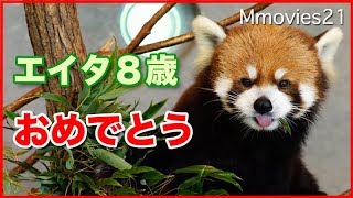 レッサーパンダ　エイタ　8歳の誕生日 涼しい屋内でおやつタイム