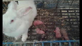 تعمل ايه لو الارنبة ولدت علي السلك او خارج بيت الولادة مهم جداااااRabbit give birth out the box