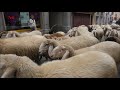 transhumance of goats and sheep pont canavese italy 2017