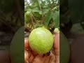 White guava