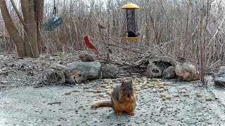 Live Bird Feeder! Birds, Raccoons, Rabbits, Squirrels 02-08-2023 0713