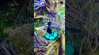 বিশ্বের সবথেকে বুদ্ধিমান পাখি | World's most smart Bird