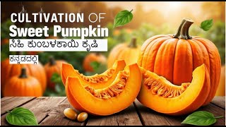 ಸಿಹಿ ಕುಂಬಳಕಾಯಿ ಬೆಳೆ: ಹೆಚ್ಚಿನ ಲಾಭಕ್ಕೆ ಸುಲಭ ಕೃಷಿ ವಿಧಾನ|| Easy Farming Method for High Profit!