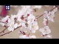 细节太美！延时摄影带你看新疆杏花盛放 cctv