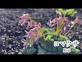 【山野草・高山植物】7月　秋田駒ヶ岳咲いてた花編　花探しの山歩き