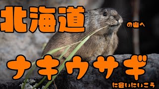 北海道でナキウサギを探しに行こう！withふぁらお（4K対応）