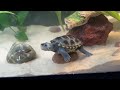 how to setup the perfect diamondback terrapin aquarium