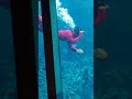 水槽に現れた鬼（下田海中水族館）