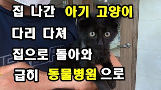 다리 다친 아기고양이 급히 동물병원으로, 집나간 고양이 다쳐서 집으로 돌아왔다 #동물병원