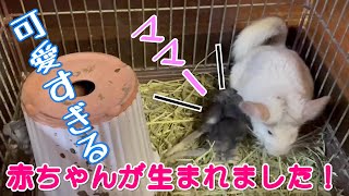 【癒し】なかよしチンチラ夫婦にとってもかわいい赤ちゃんが生まれました！