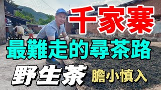 【膽小慎入】最新發現，鎮沅野生茶，離千家寨很近的普洱茶，2023最難走的尋茶之路。