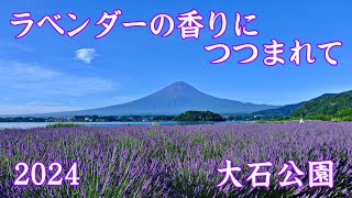 大石公園のラベンダー 河口湖 2024 | Lavender at Lake Kawaguchi Oishi Park ｜山梨観光スポット