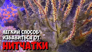 Средство против бриопсиса и нитчатых водорослей в морском аквариуме