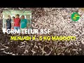 TIPS : 1 GRAM TELUR BSF MENJADI 4 - 5 KG MAGGOT | BUDIDAYA MAGGOT BSF