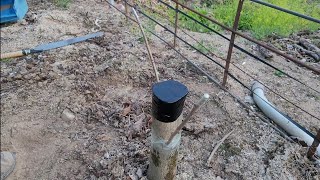 오디나무 산뽕나무 접목 tree grafting