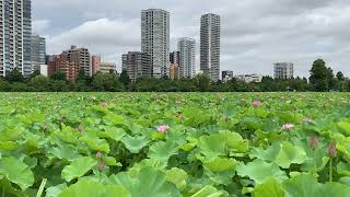 東京・上野不忍池に来ました。この時期に見てほしい気色、ピンクのバスの花と緑色の葉。そして遠くに見えるのは弁天堂です。2022年7月19日。