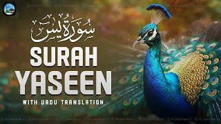 Surah Yasin ( Yaseen ) with Urdu Translation | Quran Tilawat Beautiful Voice | Hindi Tarjuma