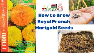 How to grow Royal French  F1 Hybrid #marigold seeds in Big Bagh Potting Mix