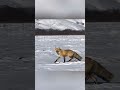 red fox forages for food amidst snowfield in n china