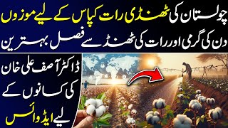 Cholistan's Cool Nights: The Perfect Climate for Cotton Cultivation | Cotton Crops In Cholistan