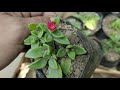 aptenia sun rose plant care tips u0026 propagations unboxing succulents arrangement