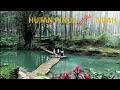 Wisata Hutan Pinus Indah di Prabalintang | Campervan Indonesia | Luxio Campervan | Prabanlintang