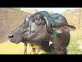 ملک محمدنوازوٹو 613گ ب 5بھینسیں برائےفروخت،06ستمبر 2023 pure neli nili ravi buffalo for sale