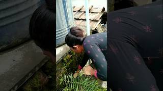 বিলুপ্ত হওয়ার আগে 😰কিছু গাছ নিজের বাগানে কালেক্ট করে রাখছি 🤩🍀#plants #garden #gardening #minivlog