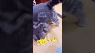 【おもしろ猫】鈍臭いけど可愛い猫😹#shorts