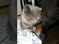 右手どうしたの？ short エキゾチックショートヘア 猫