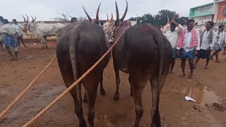 pattikonda black cart Cattle dhesiya bulls Oxes Videos // The Biggest cattle market Pattikonda