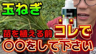 【玉ねぎ】植え付け前に絶対にしてください。アレを使って玉ねぎの植え付けの失敗を防ぐ！超オススメのやり方とは？