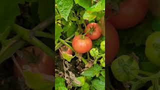 টমেটোর বাম্পার ফলন। #টমেটো #tomato