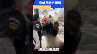 【萌熊撒娇秀】离堆与两脚兽亲密互动，被亲后害羞可爱，太可爱了！ #熊猫离堆 #giantpanda #panda #国宝大熊猫 ＃熊猫离堆