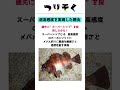 【超高感度】堤防の「メバル」攻略のために作られたロッド「がまメバル 凪音」 釣り つりそく