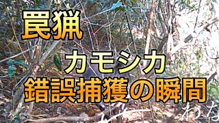 罠猟　錯誤捕獲の瞬間