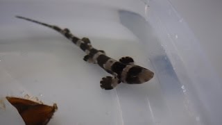 First Whitespotted Bamboo Sharks Born at the Zoo!