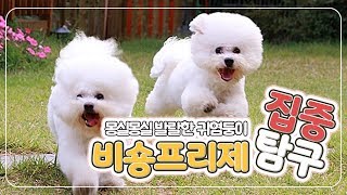 [개스맨] 몽실몽실 발랄한 귀염둥이 비숑프리제 집중탐구!ㅣ반해