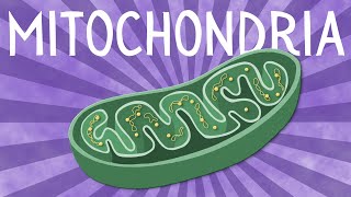 Mitochondria: Structure and function