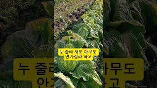 배추밭에서~!!#배추#배추밭#배추수확