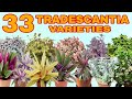 33 VARIETIES OF TRADESCANTIA /WANDERING JEW/ SPIDERWORT PLANTS