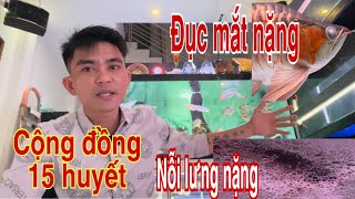 Đục Mắt Cá Rồng / Cách Trị Bệnh Cá Rồng / Cá Rồng Nỗi Lưng Nặng / Cộng Đồng Huyết Long Đẹp /