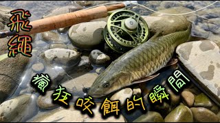 飛繩釣卷仔 落水咬 瘋狂咬餌的瞬間 感動~ #飛蠅  #飛繩 #fly  Fishing