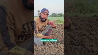 प्याज़ बीज तैयार कैसे करे | Pyaj beej ki kheti #plantix #farmersofplantix #plantixkaro